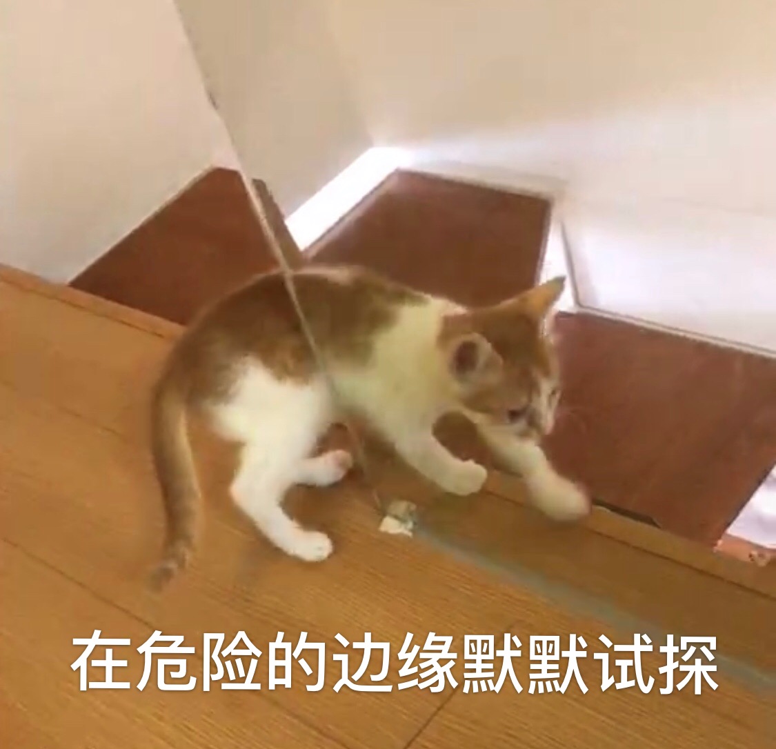 猫咪便秘怎么办教你一招解决,猫咪便秘大便干燥怎么解决