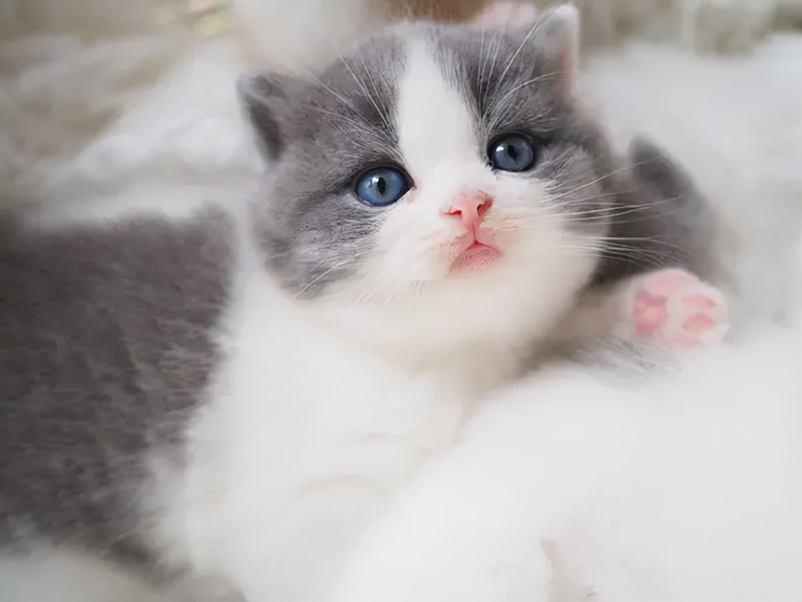 养猫咪哪种猫最好养并且粘人,新手养猫最好要选择这三种猫咪