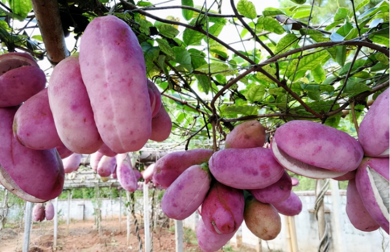 八月炸又名什么,八月炸和什么水果味道一样