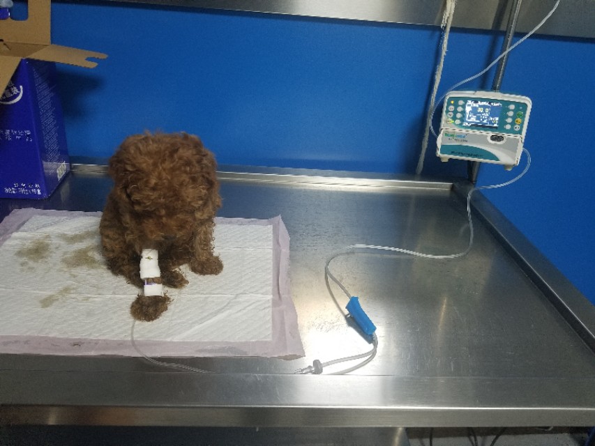 泰迪幼犬细小冠状能治好吗,幼犬泰迪得了细小自己在家怎么治