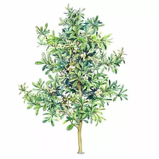 十种不同树叶的画法,五种不同树木的画法简单的