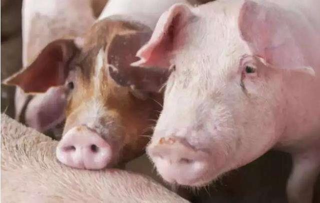 母猪产仔少用什么方法,母猪产仔少是输精早了还是晚了