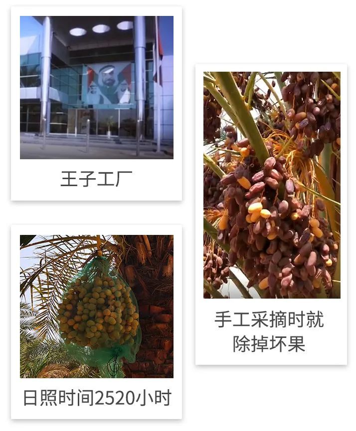 “沙漠黄金”椰枣在阿联酋地区,阿联酋迪拜大椰枣