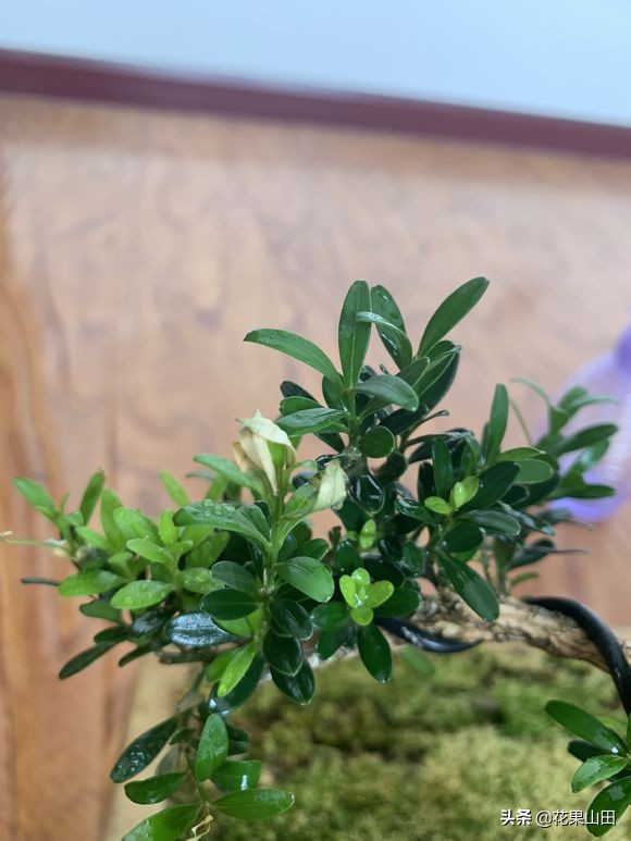 养了几天的叶子发黄,养了几盆绿萝叶子黄了