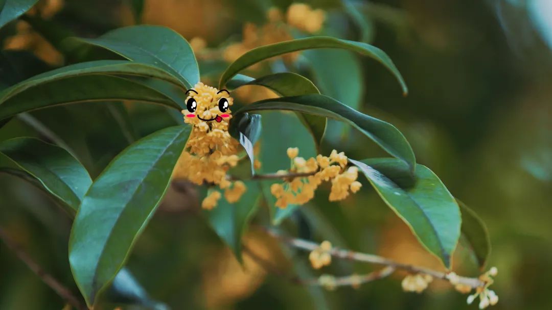 双流，我被你香醒了