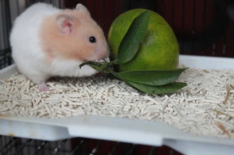 金丝熊连着打好几个喷嚏,金丝熊呛到和哈欠区别