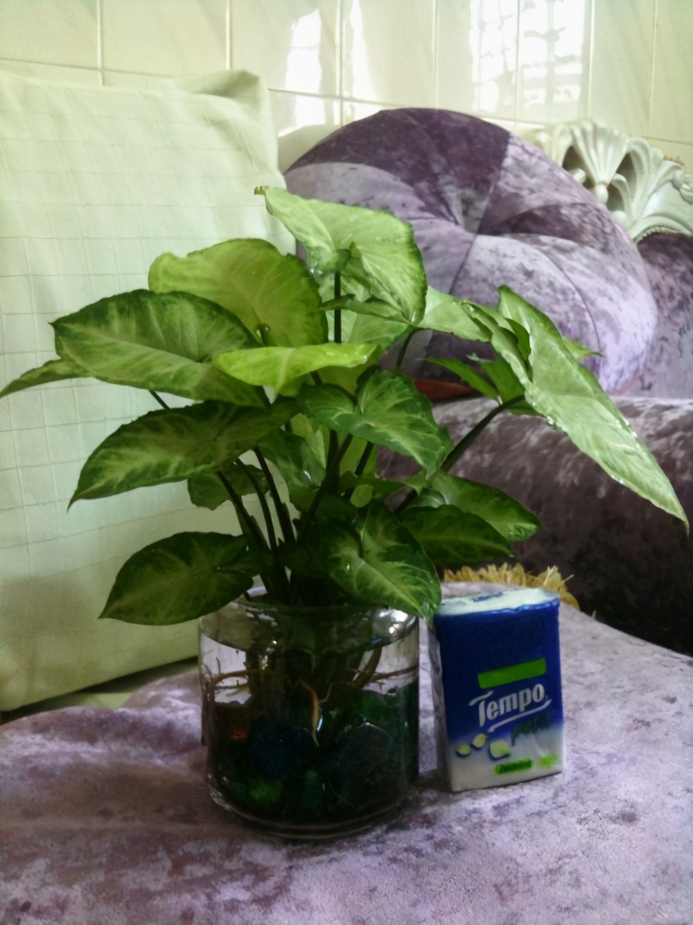 合果芋的养殖方法和注意事项,合果芋繁殖技巧后期怎么管理