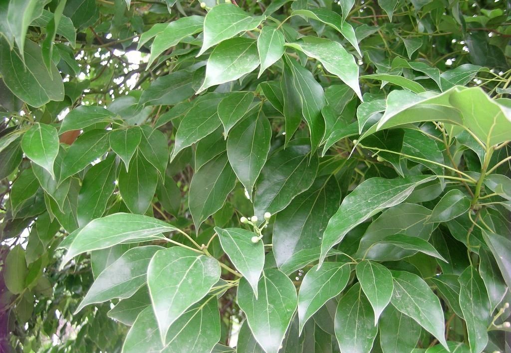 黄樟与樟脑的区别,黄樟跟黄腊樟有区别吗