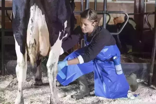 最快最好的方法治乳房炎,乳房炎防控