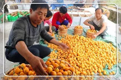 农村创业致富门路有哪些,自主创业致富的门路