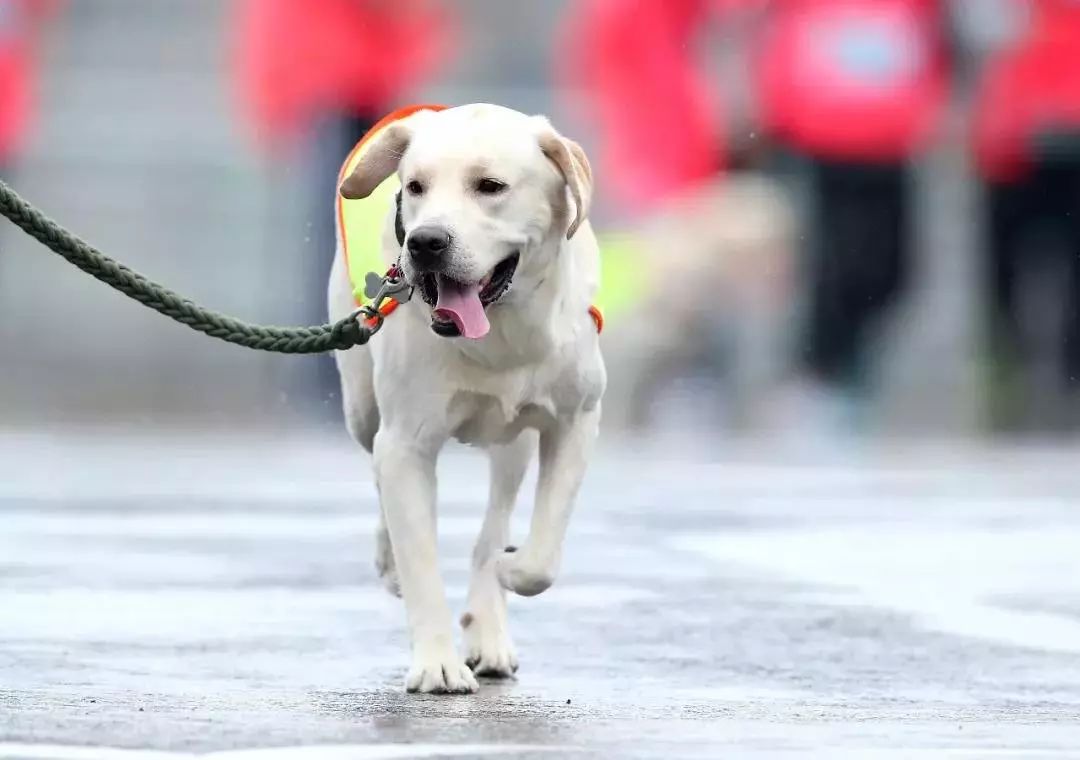 绝育猫咪乱尿的原因和处理方法,绝育之后还是乱尿怎么办