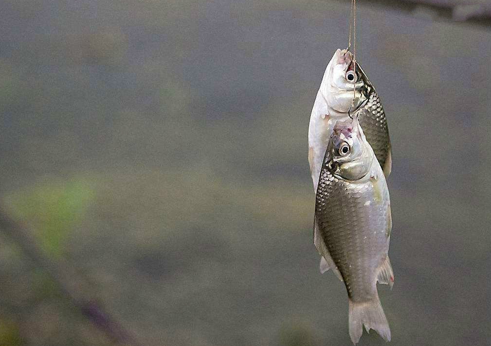 窝里有鱼不开口怎么办,窝里有鱼不咬钩图解