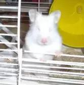 仓鼠的种类及图片大全,加卡利亚仓鼠和叙利亚仓鼠