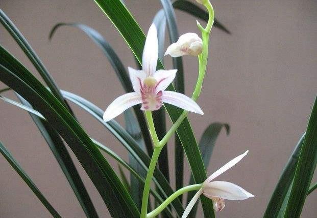 清雅迷人的兰花，品德高洁，犹如翩翩起舞的仙女受人喜爱