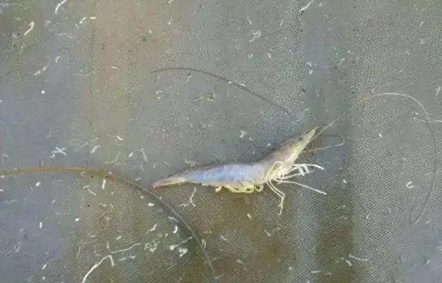 治疗对虾白便土方法,对虾白便处理方案