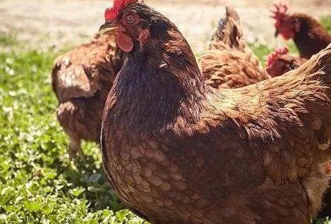 蛋鸡新城疫用什么治疗最好,散养家禽新城疫怎么防治