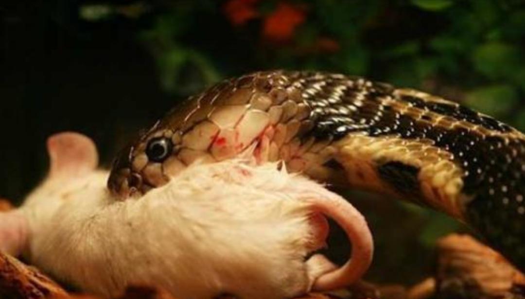 为何蛇类不怕雄黄粉了？蛇最怕什么？这就来解释原因