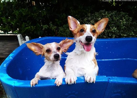 柯基犬的优点和缺点,威尔士柯基犬缺点