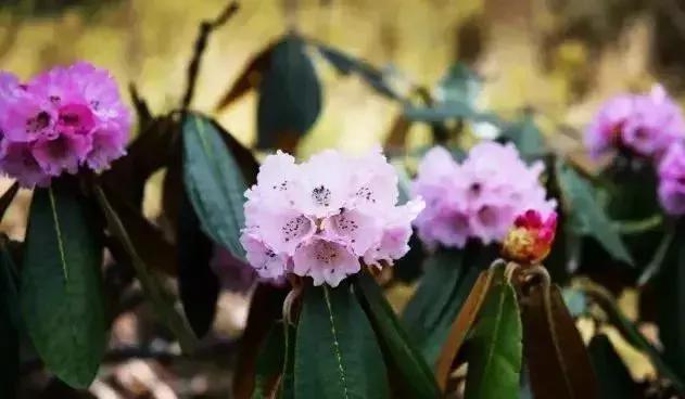 凉山最漂亮的花海,西昌赏花攻略