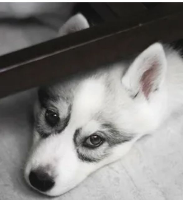 西伯利亚雪橇犬哈士奇和老虎,西伯利亚雪橇犬长毛哈士奇双血统