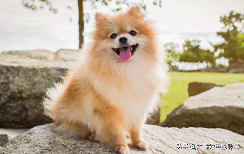 如何宠爱博美,博美要怎么教才听话