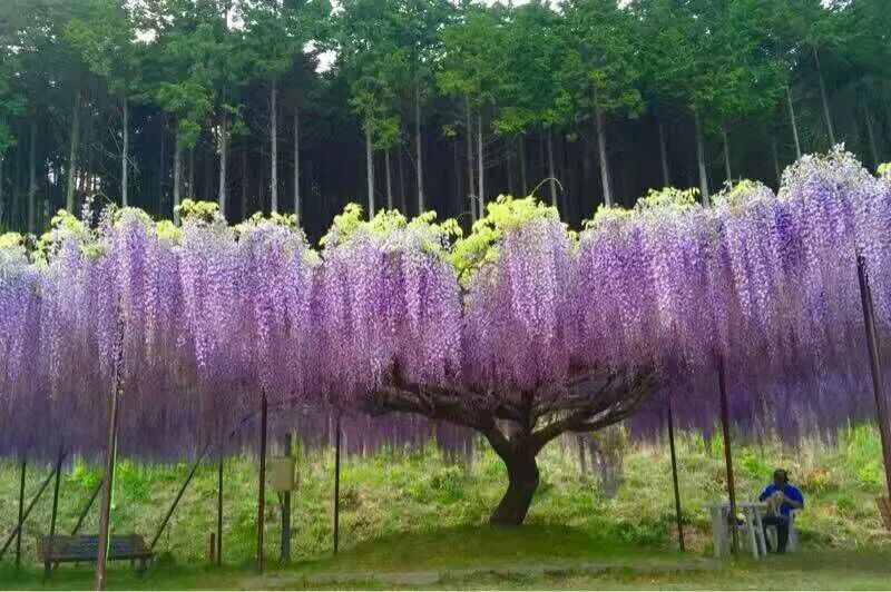 紫藤中最有名的品种叫什么名字,非常好种不需要太阳的紫藤品种