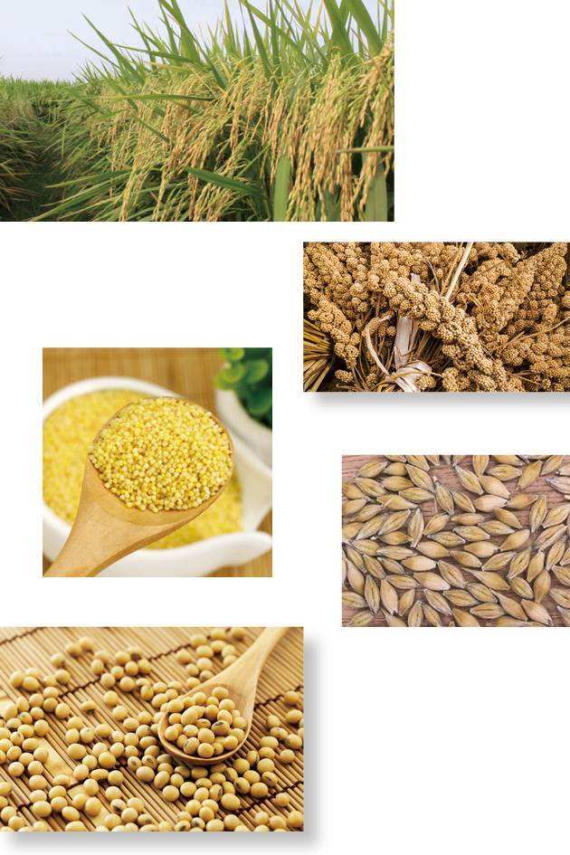 五谷杂粮最养人,五谷怎么吃最养人