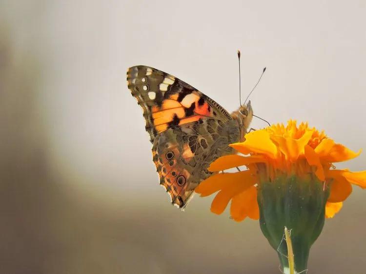 *疆新**的蝴蝶，惊世骇俗