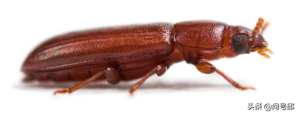 3亿史前昆虫,几亿年前的昆虫远古生物