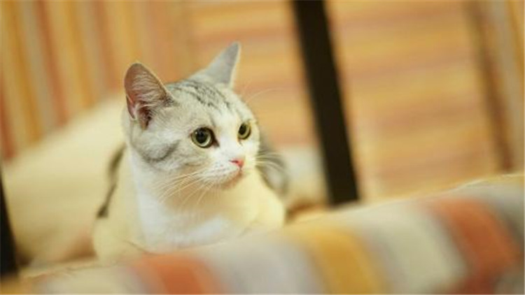 怎样给长毛猫咪洗澡能把毛洗柔顺,猫咪掉毛最好的方法