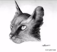 6-12岁儿童素描课程画动物,素描动物教程简单8-12岁