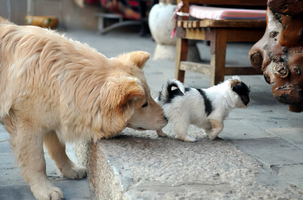 为什么狗狗见面都要相互闻鼻子,狗狗一见面就咬手
