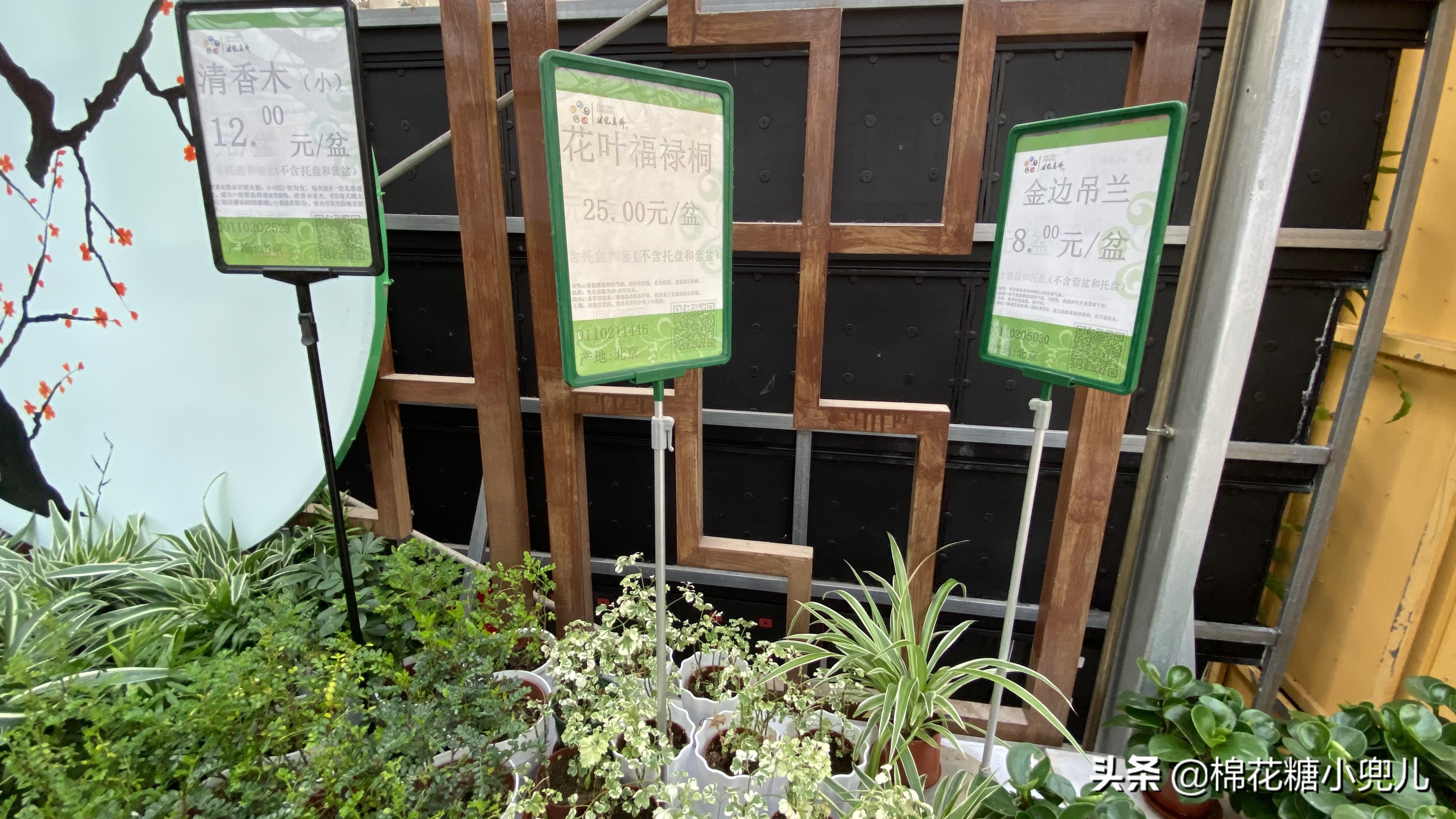 北京最大花卉绿植市场,北京最便宜绿植花卉市场