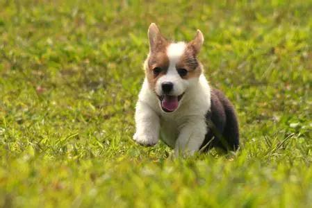 狗狗的尿液是黄色的是怎么回事,狗狗尿液黄舌头白不进食没精神