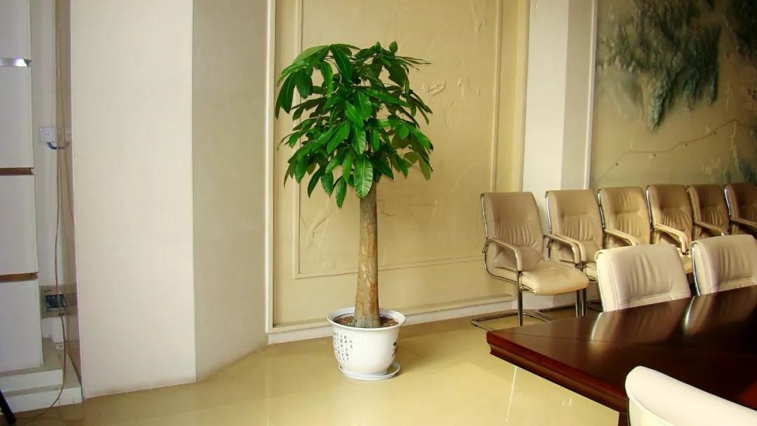 招财进宝马上来财正确摆放位置,招财和守财如何摆放