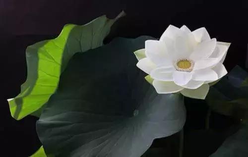 道德经和而不同的感悟,道德经和而不同