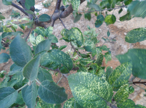 苹果树叶上的黄斑点是什么病害,苹果叶有斑点怎么回事