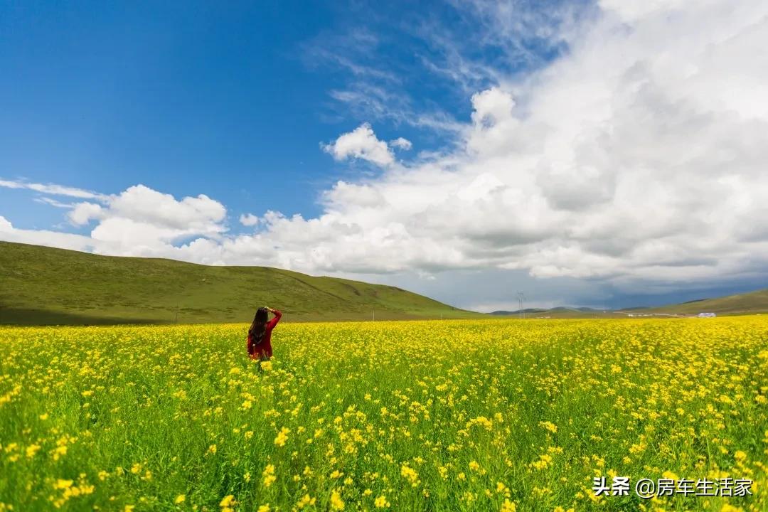 金黄的油菜花让你留连忘返,春季打卡好地方油菜花开醉游人