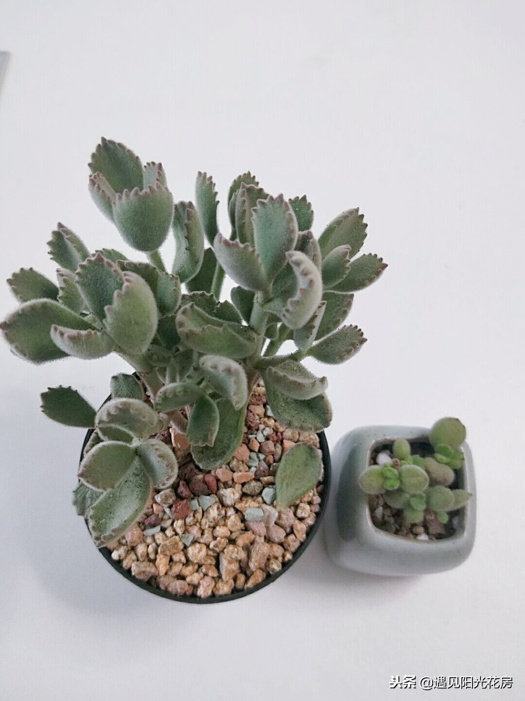 多肉白熊和熊童子区别,熊童子多肉植物满28包邮