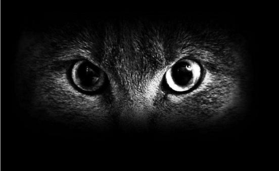 猫咪眼睛都是啥样的,猫咪眼睛有多冷知识