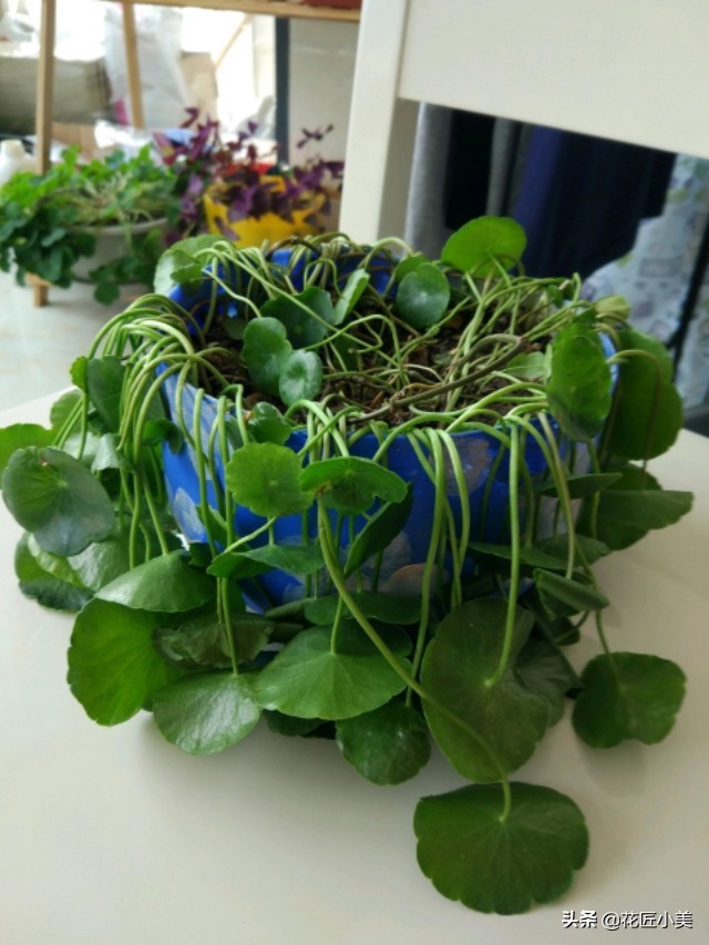 铜钱草长得东倒西歪是怎么回事啊,铜钱草东倒西歪的是因为什么