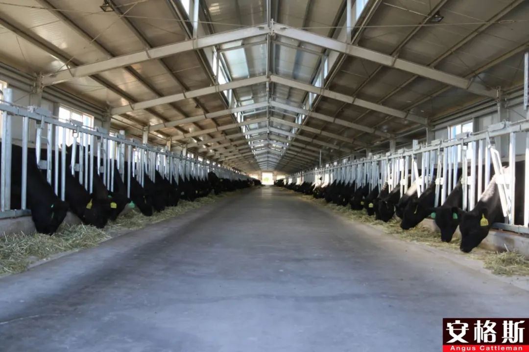 肉牛运输应激综合症最佳治疗方法,育肥羊运输应激处理