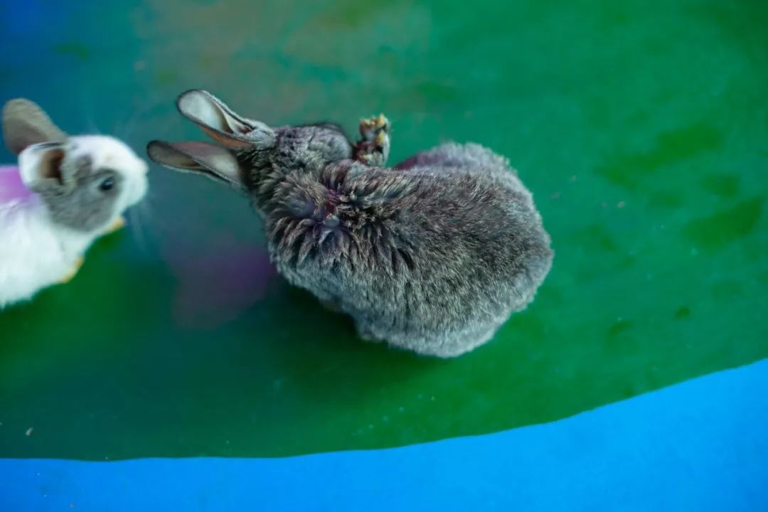 海花岛海洋乐园萌宠表演场,海花岛海洋乐园萌宠剧场