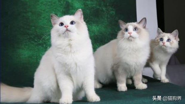 布偶猫肠胃脆弱要吃什么猫粮,肠胃不好的布偶猫咪每日饮食食谱