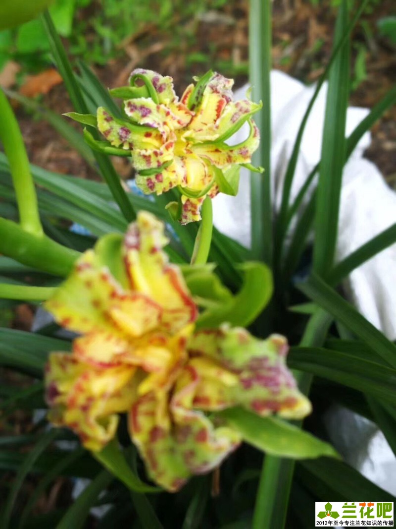 兰花直播间买兰花操作步骤,云南兰花直播拍卖