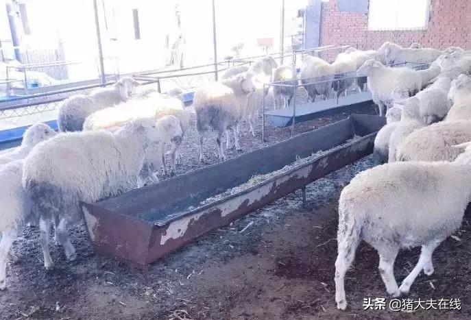 羊出现羊尿结石该怎么办？