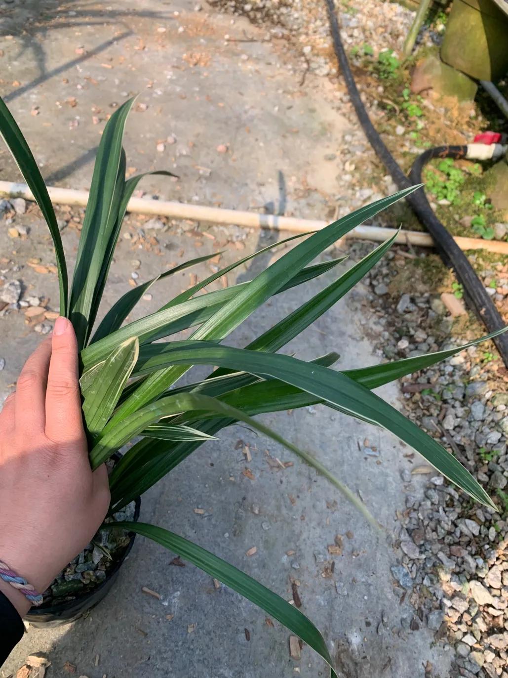 墨兰的五种奇花介绍,金边墨兰带花苞精品