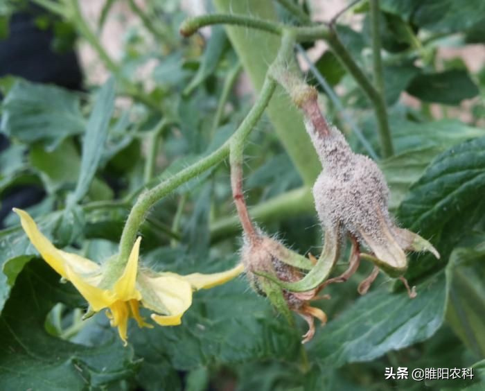 灰霉病怎么治疗彻底根除,灰霉病怎么补救