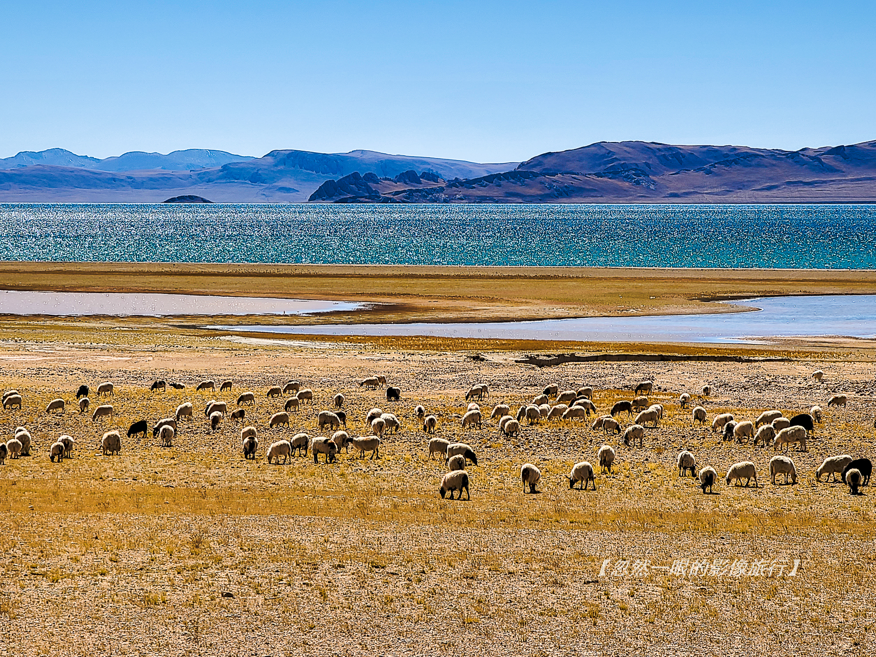 阿里无人区野狼出没,阿里无人区狐狸