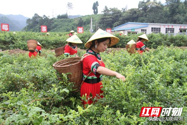 一片莓茶为何舞动上海滩